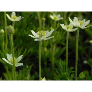 zawilec wielosieczny (Anemone multifida) Annabella White- Świat bylin - sklep internetowy
