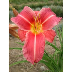 liliowiec ogrodowy (Hemerocallis hybrida) Pink Damask- Świat bylin - sklep internetowy