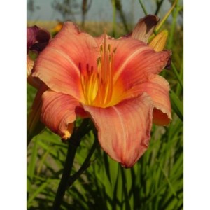liliowiec ogrodowy (Hemerocallis hybrida) Pink Damask- Świat bylin - sklep internetowy