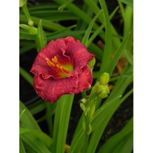 liliowiec ogrodowy (Hemerocallis hybrida) Siloam Grace Stamile- Świat bylin - sklep internetowy