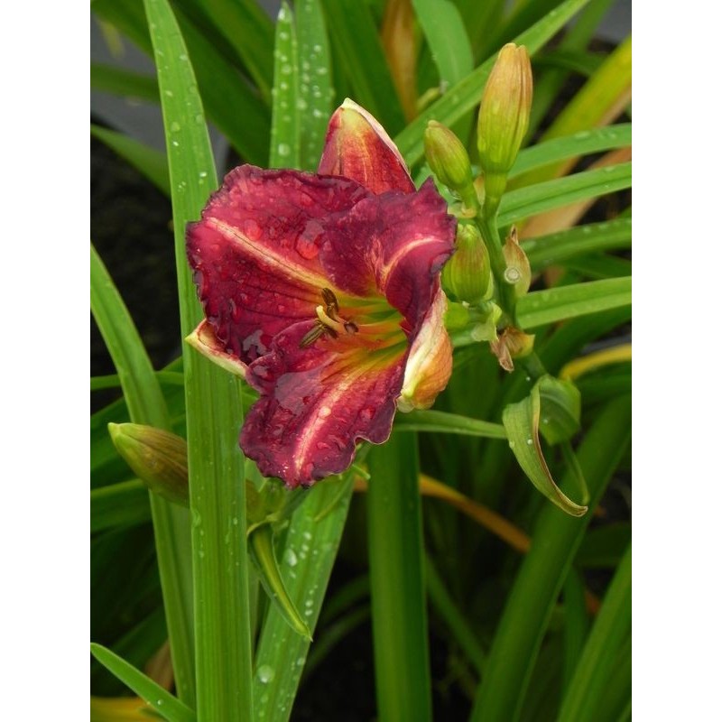 liliowiec ogrodowy (Hemerocallis hybrida) Siloam Royal Prince- Świat bylin - sklep internetowy