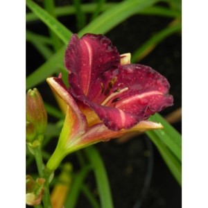 liliowiec ogrodowy (Hemerocallis hybrida) Siloam Royal Prince- Świat bylin - sklep internetowy