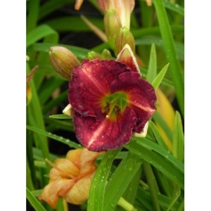 liliowiec ogrodowy (Hemerocallis hybrida) Siloam Royal Prince- Świat bylin - sklep internetowy