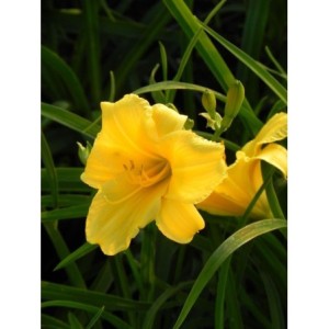 liliowiec ogrodowy (Hemerocallis hybrida) Stella d`Oro - Świat bylin - sklep internetowy