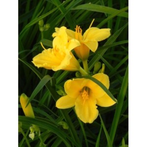 liliowiec ogrodowy (Hemerocallis hybrida) Stella d`Oro - Świat bylin - sklep internetowy