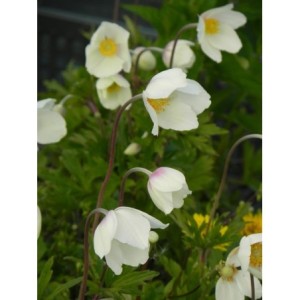 zawilec wielkowiatowy (Anemone sylvestris) Madonna- Świat bylin - sklep internetowy