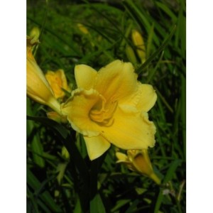 liliowiec ogrodowy (Hemerocallis hybrida) Stella d`Oro - Świat bylin - sklep internetowy