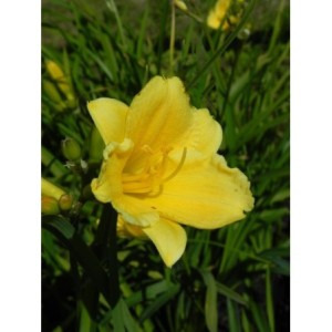 liliowiec ogrodowy (Hemerocallis hybrida) Stella d`Oro - Świat bylin - sklep internetowy