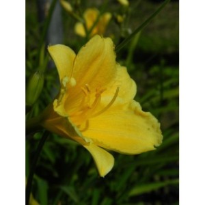liliowiec ogrodowy (Hemerocallis hybrida) Stella d`Oro - Świat bylin - sklep internetowy