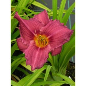 liliowiec ogrodowy (Hemerocallis hybrida) Summer Wine- Świat bylin - sklep internetowy