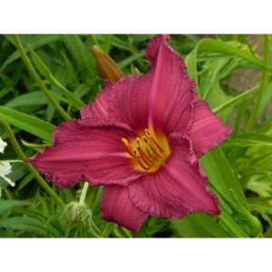 liliowiec ogrodowy (Hemerocallis hybrida) Summer Wine- Świat bylin - sklep internetowy