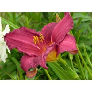 liliowiec ogrodowy (Hemerocallis hybrida) Summer Wine- Świat bylin - sklep internetowy