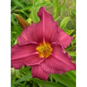 liliowiec ogrodowy (Hemerocallis hybrida) Summer Wine- Świat bylin - sklep internetowy