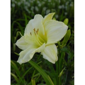liliowiec ogrodowy (Hemerocallis hybrida) White Temptation- Świat bylin - sklep internetowy
