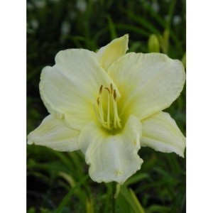 liliowiec ogrodowy (Hemerocallis hybrida) White Temptation- Świat bylin - sklep internetowy