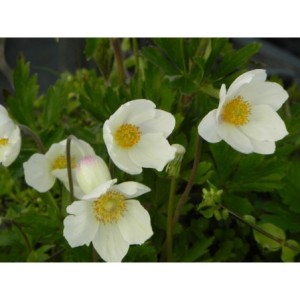 zawilec wielkowiatowy (Anemone sylvestris) Madonna- Świat bylin - sklep internetowy