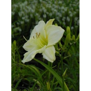 liliowiec ogrodowy (Hemerocallis hybrida) White Temptation- Świat bylin - sklep internetowy