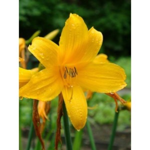 liliowiec Middendorffa (Hemerocallis middendorffii) - Świat bylin - sklep internetowy