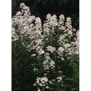 wieczornik damski (Hesperis matronalis) White- Świat bylin - sklep internetowy