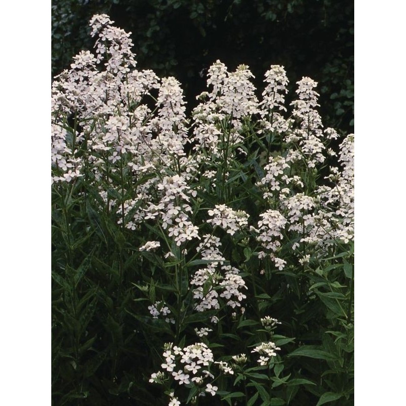 wieczornik damski (Hesperis matronalis) White- Świat bylin - sklep internetowy