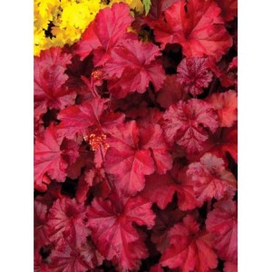 żurawka ogrodowa (Heuchera x hybrida) Fire Chef- Świat bylin - sklep internetowy