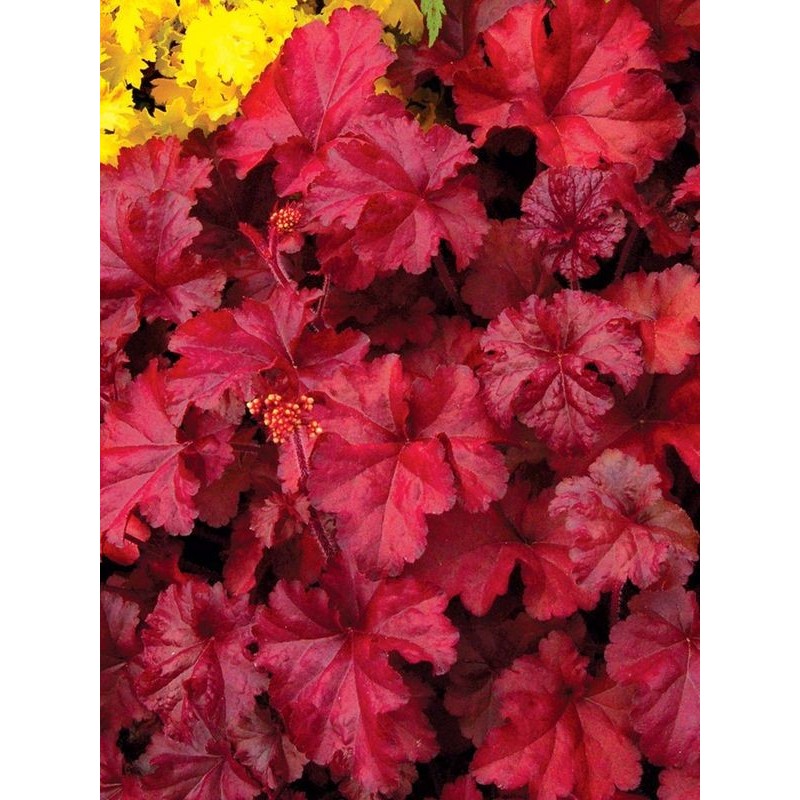 żurawka ogrodowa (Heuchera x hybrida) Fire Chef- Świat bylin - sklep internetowy