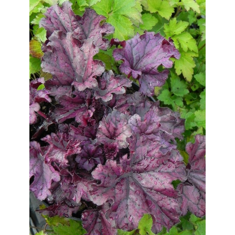żurawka ogrodowa (Heuchera x hybrida) Forever Purple- Świat bylin - sklep internetowy
