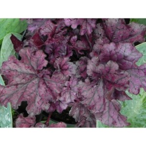 żurawka ogrodowa (Heuchera x hybrida) Forever Purple- Świat bylin - sklep internetowy