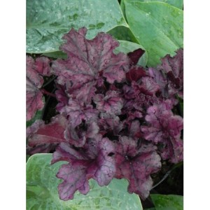 żurawka ogrodowa (Heuchera x hybrida) Forever Purple- Świat bylin - sklep internetowy