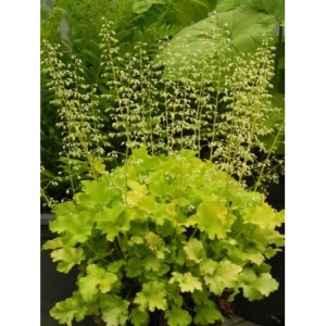 żurawka ogrodowa (Heuchera x hybrida) Lime Marmalade- Świat bylin - sklep internetowy