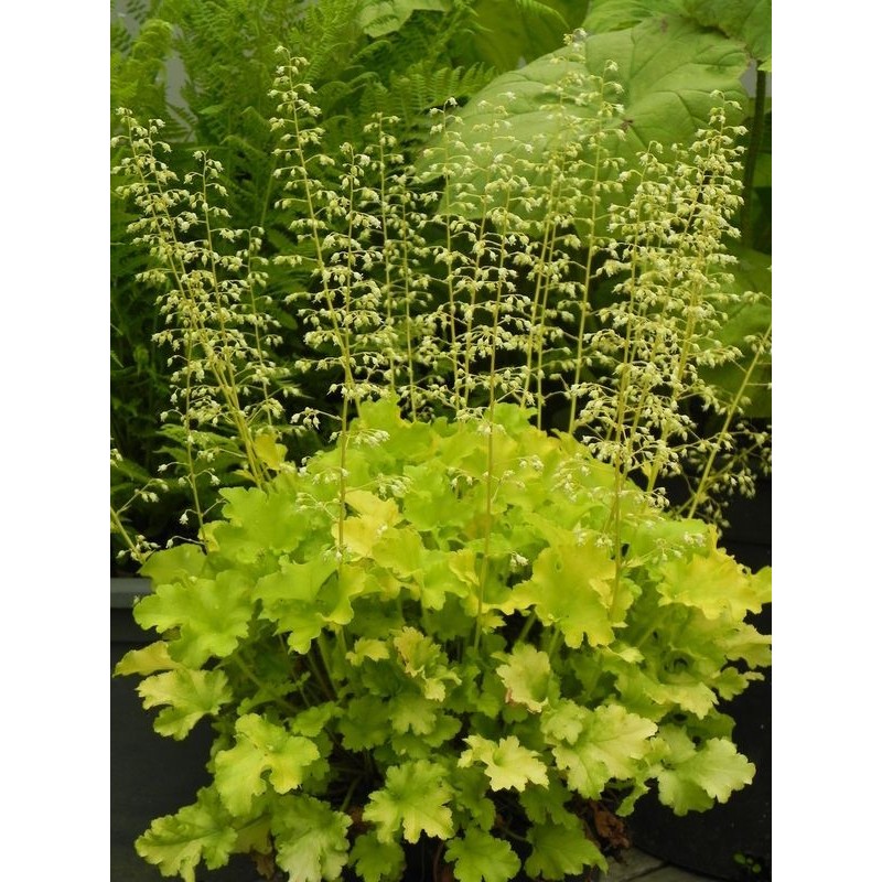 żurawka ogrodowa (Heuchera x hybrida) Lime Marmalade- Świat bylin - sklep internetowy