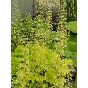 żurawka ogrodowa (Heuchera x hybrida) Lime Marmalade- Świat bylin - sklep internetowy