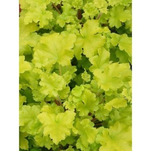 żurawka ogrodowa (Heuchera x hybrida) Lime Marmalade- Świat bylin - sklep internetowy