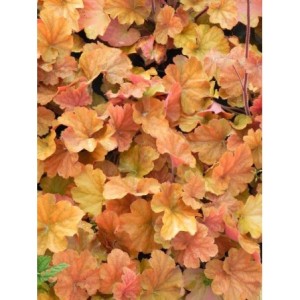 żurawka ogrodowa (Heuchera x hybrida) Northern Exposure Amber- Świat bylin - sklep internetowy