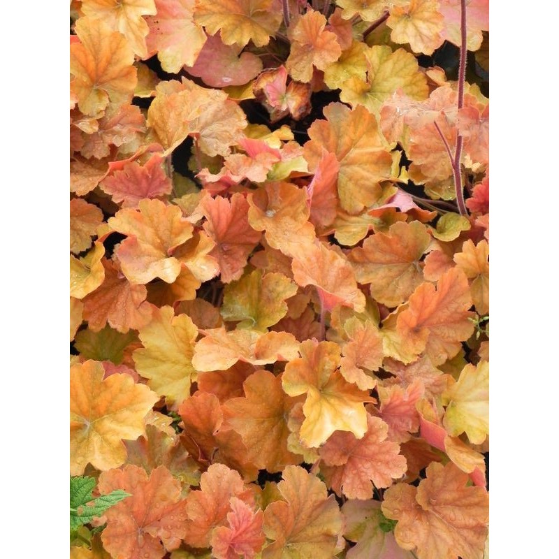 żurawka ogrodowa (Heuchera x hybrida) Northern Exposure Amber- Świat bylin - sklep internetowy