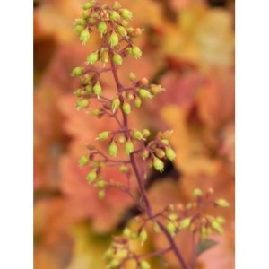żurawka ogrodowa (Heuchera x hybrida) Northern Exposure Amber- Świat bylin - sklep internetowy