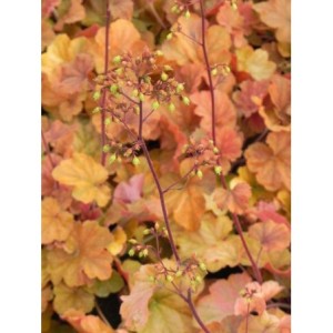 żurawka ogrodowa (Heuchera x hybrida) Northern Exposure Amber- Świat bylin - sklep internetowy