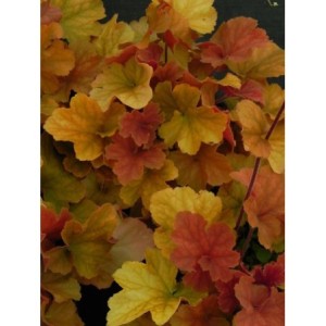 żurawka ogrodowa (Heuchera x hybrida) Northern Exposure Amber- Świat bylin - sklep internetowy