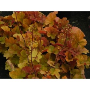 żurawka ogrodowa (Heuchera x hybrida) Northern Exposure Amber- Świat bylin - sklep internetowy