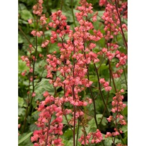 żurawka ogrodowa (Heuchera x hybrida) Paris- Świat bylin - sklep internetowy
