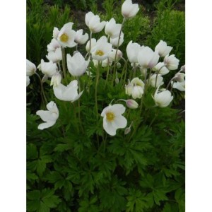 zawilec wielkowiatowy (Anemone sylvestris) Snow White- Świat bylin - sklep internetowy