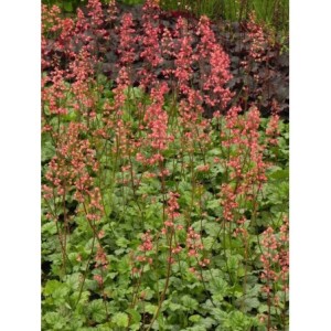 żurawka ogrodowa (Heuchera x hybrida) Paris- Świat bylin - sklep internetowy