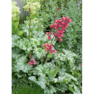 żurawka ogrodowa (Heuchera x hybrida) Paris- Świat bylin - sklep internetowy