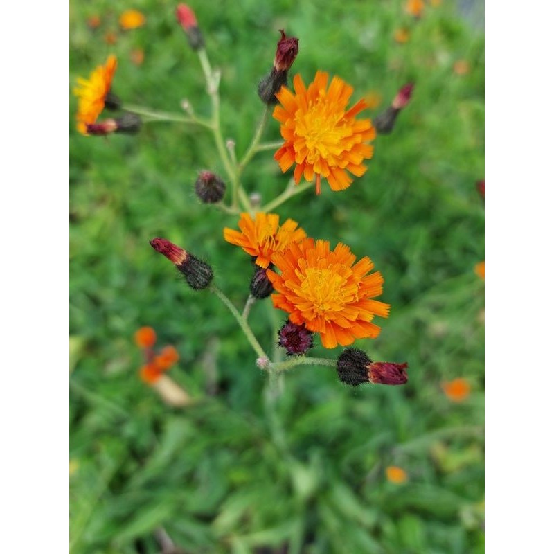 jastrzębiec pomarańczowy (Hieracium aurantiacum) - Świat bylin - sklep internetowy