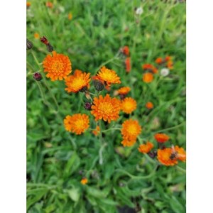 jastrzębiec pomarańczowy (Hieracium aurantiacum) - Świat bylin - sklep internetowy