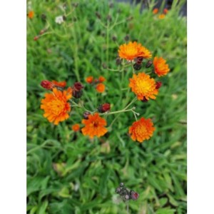 jastrzębiec pomarańczowy (Hieracium aurantiacum) - Świat bylin - sklep internetowy