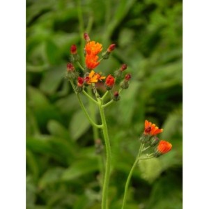 jastrzębiec pomarańczowy (Hieracium aurantiacum) - Świat bylin - sklep internetowy