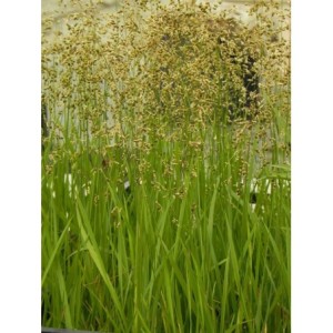 turówka wonna / żubrówka (Hierochloe odorata) - Świat bylin - sklep internetowy