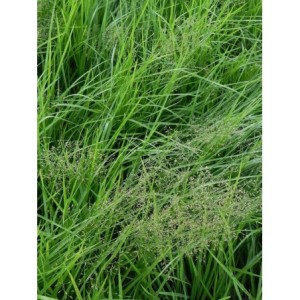 turówka wonna / żubrówka (Hierochloe odorata) - Świat bylin - sklep internetowy