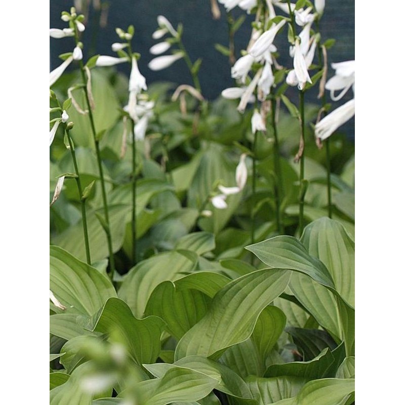 funkia babkolistna (Hosta plantaginea) Royal Standard - Świat bylin - sklep internetowy